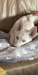Kuschelbär mit tollem Charakter sucht Hündin