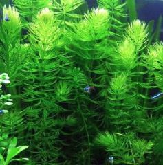 Ceratophyllum demersum - Raues Hornblatt