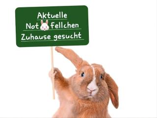 Aktuelle Kaninchen Notfellchen Vermittlungs Tiere