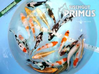 Maxi-Koi-Paket mit 6 Koi - Größe 20-25 cm