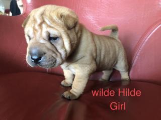 Süße kleine Shar Pei Welpen