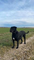 Cane Corso geboren 30. 07. 2021