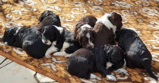 Portugiesische Wasserhund-Welpen