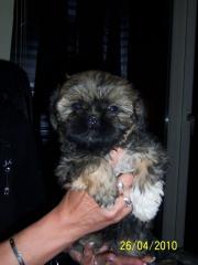 Super süße Shih Tzu Babys suchen Schmuseopfer