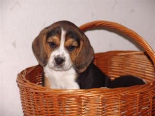 Beagle Welpen