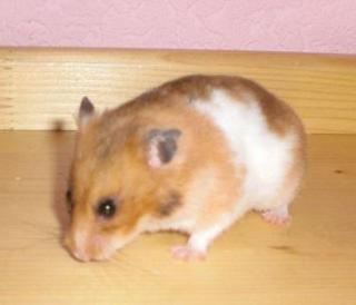 Hamster zu verschenken