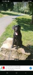 Labrador - Cane Corso