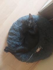 Katze sucht ein Zuhause