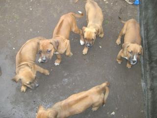 Rhodesien Ridgeback-American Bulldog Mix Welpen