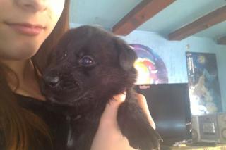 Labradormischlingswelpen