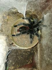 Grammostola iheringi 1. 0, subadult