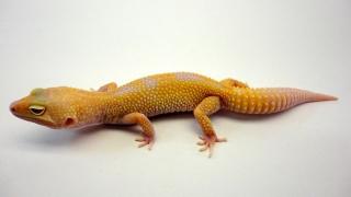 Leopardgeckos direkt vom Züchter