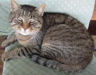 Kater Katze