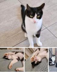 Finderlohn Kater Katze entlaufen/ verschwunden