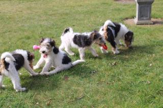 Drahthaar Foxterrier Welpen.