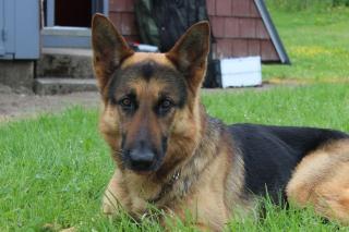 Schwarz-brauner Schäferhund in liebevolle Hände abzugeben
