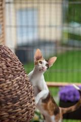 Ein bunter Haufen Orientalischer Kurzhaar Kitten von der zauberhaften Olivia chocolate Tricolour
