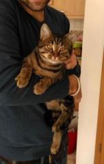 Simba sucht ein neues zu Hause