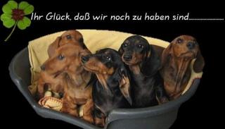 Wunderschöne Kurzhaar-Dackel-Welpen suchen liebe Dosenöffner