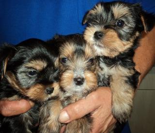 Süsse Yorkshire-Terrier