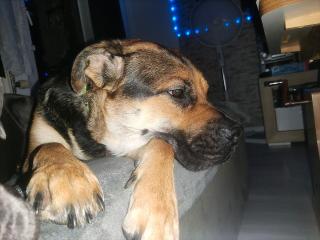 Eine tolle Schäferhund Bulldogge Mix wird 3 Jahre