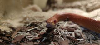 2 adulte Kornnattern Terrarium Zubehör abzugeben