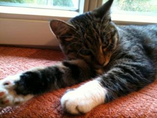Junge Katze sucht neues Zuhause