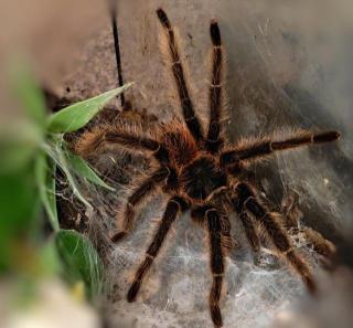 Lasiodora Parahybana schöne Brasilianische Riesenvogelspinne