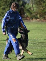Schäferhundwelpen/Leistung-zucht/gerade-Rücken/HD/ED-Freie Elterntiere