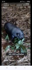 Minni schweine