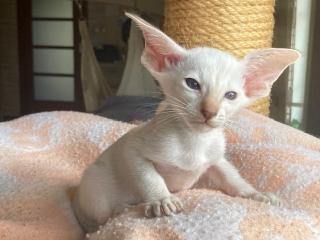 Siam und OKH Kitten mit Papiere, Lieferung möglich