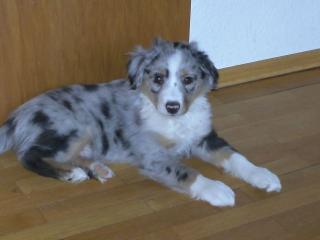 Minie Aussie Rüde blu merle