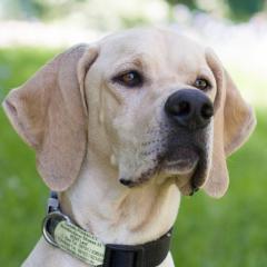 PALOA - weiblich 2 Jahre 60 cm 25 kg Englisch Pointer Gechipt Kastriert Katzenfreundlich