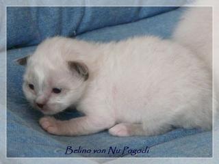 ZAUBERHAFTE UND VERSCHMUSTE HEILIGE-BIRMA BABYS