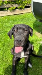 Italienische dogge mit deutscher dogge mix