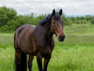 Beistellpferd bedingt reitbar