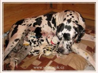Deutsche Dogge Pap. Welpen