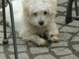 Coton de Tulear Welpen suchen ein Zuhause