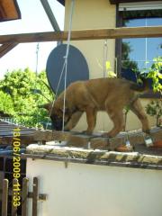 Malinoiswelpen in Familie aufgezogen, Kinderlieb