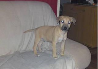 Sammy sucht ein liebevolle, neues zu Hause