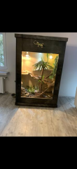 Grüner Leguan mit hochwertig verkleidetem Terrarium