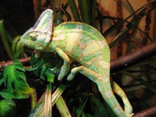 1. 0 Chamaeleo Calyptratus DNZ 04/ 08 bei Bedarf mit Terrarium und/oder Beleucht