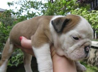 Englische Bulldogge Welpen von Züchter