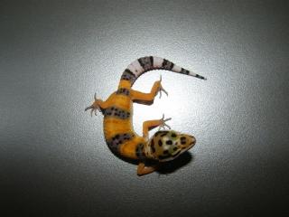 Wir haben super schöne Leopardgeckos abzugeben.