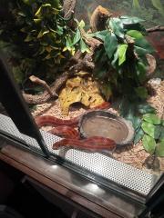 Kornnattern Schlangen