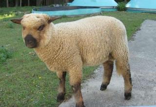 Shropshire- Lammbock, Schaf-Lamm abzugeben