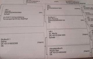 Oldenburger Stute 5jährig