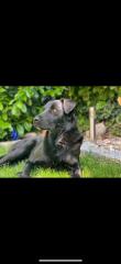 Luna sucht geduldiges Zuhause
