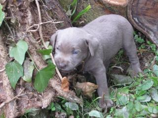Labrador Silber Silver