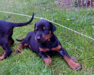 Dobermannwelpen isabellfarben, schwarz und braun